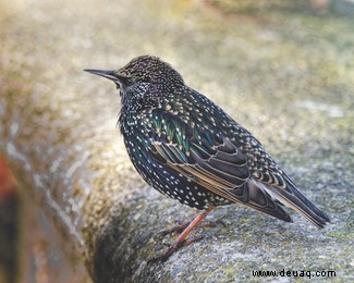 Was es bei der diesjährigen Big Garden Birdwatch zu sehen gibt 