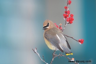 Was es bei der diesjährigen Big Garden Birdwatch zu sehen gibt 