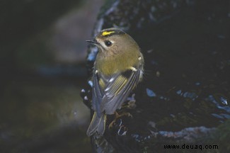 Was es bei der diesjährigen Big Garden Birdwatch zu sehen gibt 