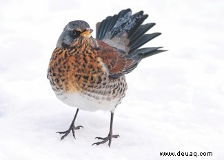 Was es bei der diesjährigen Big Garden Birdwatch zu sehen gibt 