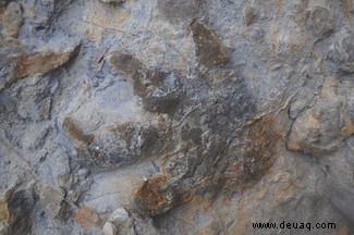 Die Klippenerosion legt eine Fundgrube von Dinosaurier-Fußspuren frei 