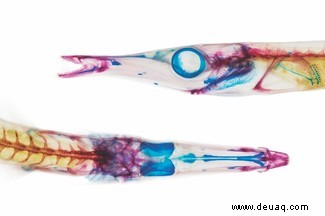 Ich muss sie alle scannen:9 jenseitige CT-Scans von Fischen 