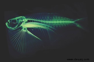 Ich muss sie alle scannen:9 jenseitige CT-Scans von Fischen 