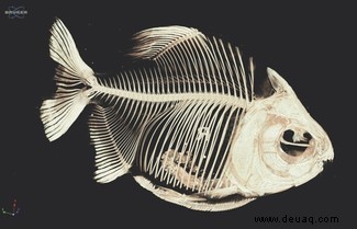 Ich muss sie alle scannen:9 jenseitige CT-Scans von Fischen 