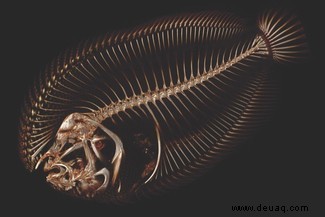 Ich muss sie alle scannen:9 jenseitige CT-Scans von Fischen 