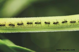 Zuckervieh, Schokolade und Riesensperma:10 außergewöhnliche Insektenfakten 