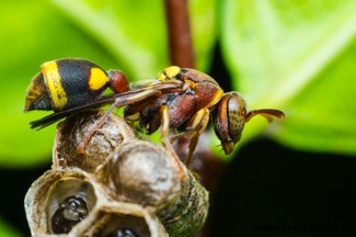 Zuckervieh, Schokolade und Riesensperma:10 außergewöhnliche Insektenfakten 