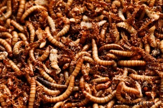 Zuckervieh, Schokolade und Riesensperma:10 außergewöhnliche Insektenfakten 