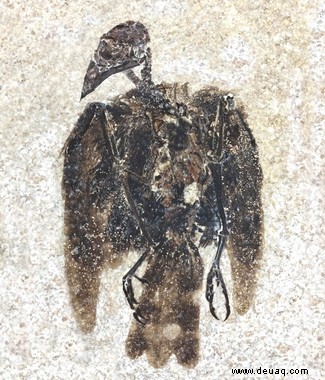 Fossil des ersten bekannten Sitzvogels gefunden 