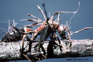 10 tödliche Parasiten 