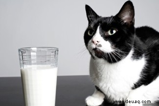 Warum dürfen Katzen keine Milch trinken? Plus 6 weitere Katzenmythen 
