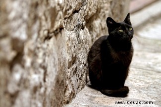 Warum dürfen Katzen keine Milch trinken? Plus 6 weitere Katzenmythen 