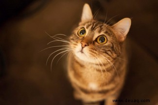 Warum dürfen Katzen keine Milch trinken? Plus 6 weitere Katzenmythen 