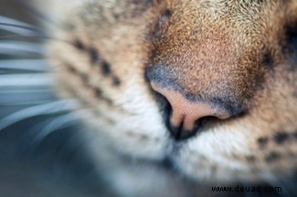 Warum dürfen Katzen keine Milch trinken? Plus 6 weitere Katzenmythen 