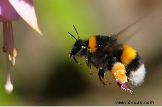 Fliegende Tiere:7 Tiere, die tatsächlich fliegen (aber nicht sollen) 