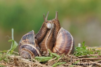 Paarungsrituale der Tiere:5 seltsame Arten, wie sich Tiere verbinden 