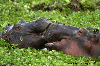 Paarungsrituale der Tiere:5 seltsame Arten, wie sich Tiere verbinden 