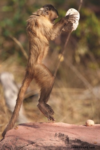 Fünf der innovativsten Tiere der Erde, die Werkzeuge benutzen 