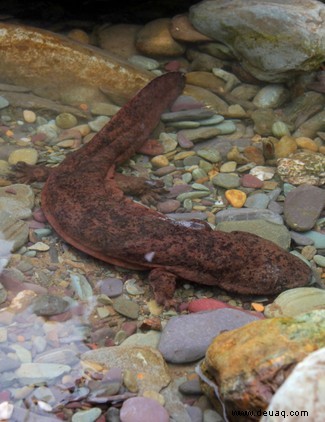 Der zwei Meter große Salamander gilt als die größte Amphibie der Welt 
