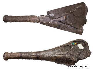 Mach  es kurz; mache es kurz; fasse dich kurz! Krokodilfossil nach 250 Jahren Wartezeit identifiziert 