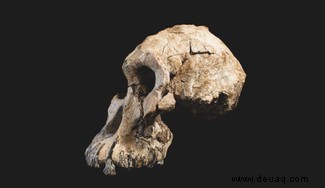 Versteinerter Schädel zeigt Gesicht eines frühen menschlichen Vorfahren 