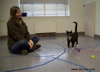 Katzen bilden starke soziale Bindungen zu ihren Besitzern 