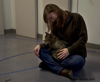 Katzen bilden starke soziale Bindungen zu ihren Besitzern 