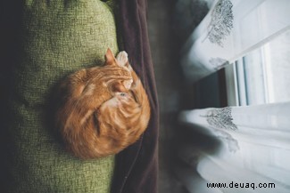 Haustierkatzen:Sollten sie im Haus gehalten werden? 
