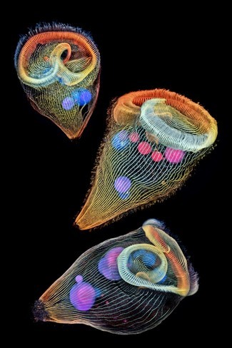 Nikon Small World Photomicrography Competition:20 großartige Bilder der mikroskopischen Welt 