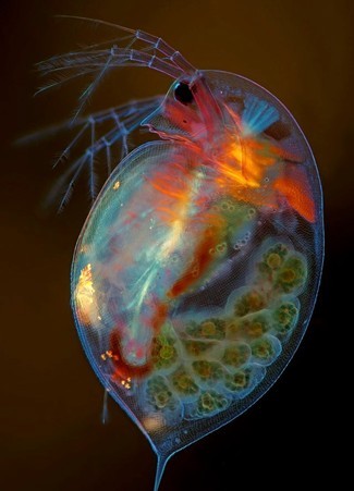 Nikon Small World Photomicrography Competition:20 großartige Bilder der mikroskopischen Welt 