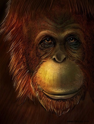 Der ausgestorbene 2 Millionen Jahre alte Riesenaffe war ein direkter Verwandter des Orang-Utans 