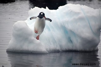 Die Ernährung antarktischer Pinguine wird durch den Klimawandel und menschliche Aktivitäten beeinflusst 