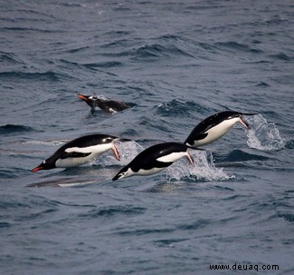 Die Ernährung antarktischer Pinguine wird durch den Klimawandel und menschliche Aktivitäten beeinflusst 