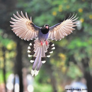Die Federn flugunfähiger Vögel geben Hinweise auf die Evolution des Fliegens 