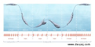 Die Herzfrequenz von Blauwalen kann auf nur 2 Schläge pro Minute sinken 