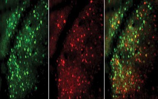 Die Gehirne von Experten haben schnellere, effizientere Neuronen, wie eine Mausstudie nahelegt 