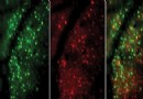 Die Gehirne von Experten haben schnellere, effizientere Neuronen, wie eine Mausstudie nahelegt 