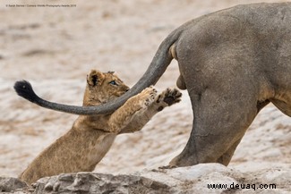 Das freche Löwenfoto führt die Shortlist der 40 Comedy Wildlife Photography Awards 2019 an 