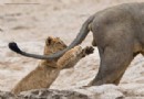 Das freche Löwenfoto führt die Shortlist der 40 Comedy Wildlife Photography Awards 2019 an 