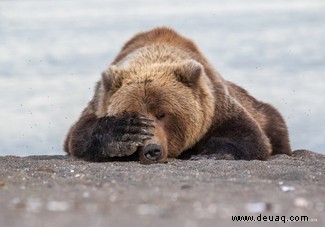 Das freche Löwenfoto führt die Shortlist der 40 Comedy Wildlife Photography Awards 2019 an 