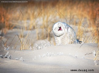 Das freche Löwenfoto führt die Shortlist der 40 Comedy Wildlife Photography Awards 2019 an 