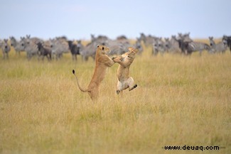 Das freche Löwenfoto führt die Shortlist der 40 Comedy Wildlife Photography Awards 2019 an 