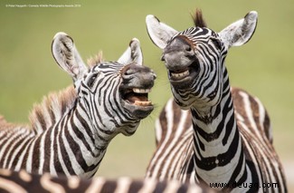 Das freche Löwenfoto führt die Shortlist der 40 Comedy Wildlife Photography Awards 2019 an 