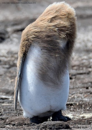 Das freche Löwenfoto führt die Shortlist der 40 Comedy Wildlife Photography Awards 2019 an 