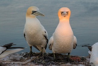 Das freche Löwenfoto führt die Shortlist der 40 Comedy Wildlife Photography Awards 2019 an 