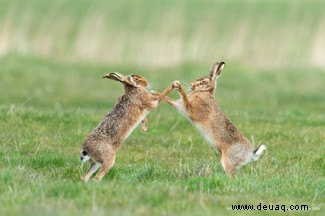 Das freche Löwenfoto führt die Shortlist der 40 Comedy Wildlife Photography Awards 2019 an 