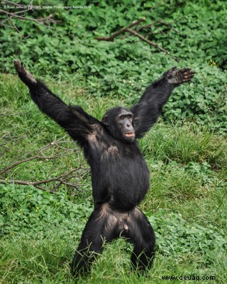 Das freche Löwenfoto führt die Shortlist der 40 Comedy Wildlife Photography Awards 2019 an 