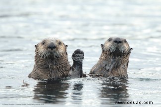 Das freche Löwenfoto führt die Shortlist der 40 Comedy Wildlife Photography Awards 2019 an 