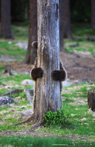 Das freche Löwenfoto führt die Shortlist der 40 Comedy Wildlife Photography Awards 2019 an 