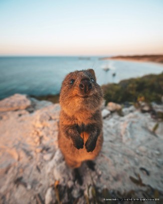 Das freche Löwenfoto führt die Shortlist der 40 Comedy Wildlife Photography Awards 2019 an 